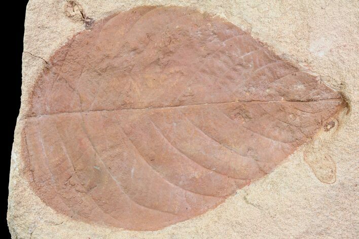 Fossil Leaf (Hamamelites) - Montana #75812
